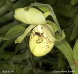 Cypripedium flavum